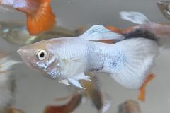 VI-SYDNEY-SHRIMPS-AQUARIUM-FISH-SHOP-PARRAMATTA-GUPPIES