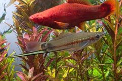 VI-SYDNEY-SHRIMPS-AQUARIUM-SHOP-ALBINO-RED-SWORDTAIL
