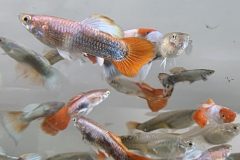 VI-SYDNEY-SHRIMPS-AQUARIUM-SHOP-GUPPY-FISH