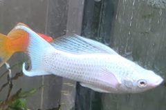 VI-SYDNEY-SHRIMPS-AQUARIUM-SHOP-MOLLY-FISH-WHITE