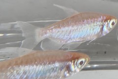 VI-SYDNEY-SHRIMPS-AQUARIUM-SHOP-PARRAMATTA-ALBINO-CONGO-TETRA-FISH