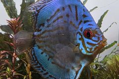 VI-SYDNEY-SHRIMPS-AQUARIUM-SHOP-PARRAMATTA-DISCUS-FISH-BLUE