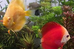 VI-SYDNEY-SHRIMPS-AQUARIUM-SHOP-PARRAMATTA-DISCUS-FISH-RED