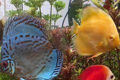 VI-SYDNEY-SHRIMPS-AQUARIUM-SHOP-PARRAMATTA-DISCUS-FISH-TANK