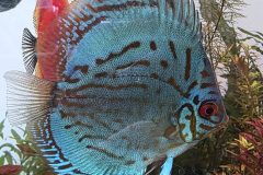 VI-SYDNEY-SHRIMPS-AQUARIUM-SHOP-PARRAMATTA-DISCUS-FISH-WORLD
