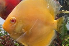 VI-SYDNEY-SHRIMPS-AQUARIUM-SHOP-PARRAMATTA-DISCUS-FISH-YELLOW