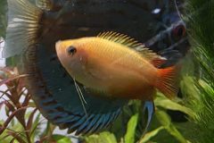 VI-SYDNEY-SHRIMPS-AQUARIUM-SHOP-PARRAMATTA-GURAMI-FISH-NANO-TANK