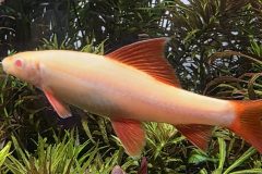 VI-SYDNEY-SHRIMPS-AQUARIUM-SHOP-PARRAMATTA-RED-TAIL-SHARK-FISH-MICRO