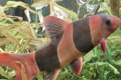 VI-SYDNEY-SHRIMPS-CLOWN-LOACH-AQUARIUM-PARRAMATTA