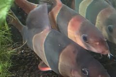 VI-SYDNEY-SHRIMPS-CLOWN-LOACHES-AQUARIUM-FISH