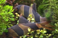 VI-SYDNEY-SHRIMPS-CLOWN-LOACHES-FRESHWATER-FISH-PARRAMATTA-AQUARIUM