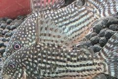 VI-SYDNEY-SHRIMPS-CORY-CORYDORAS-AQUARIUM-FISH-SYDNEY