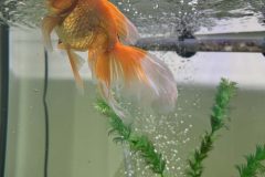 VI-SYDNEY-SHRIMPS-GOLD-FISH-PARRMATTA