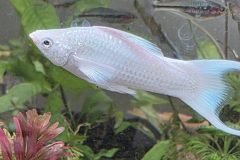 VI-SYDNEY-SHRIMPS-MOLLY-FISH-AQUARIUM-SHOP-SYDNEY