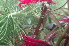 VI-SYDNEY-SHRIMPS-RED-CHERRY-SHRIMPS-SYDNEY-PARRAMATTA