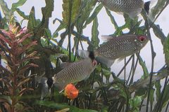 VI-SYDNEY-SHRIMPS-RED-EYES-TETRA-AQUARIUM-FISH