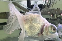 VI-SYDNEY-SHRIMPS-WHITE-GOLD-FISH-SYDNEY