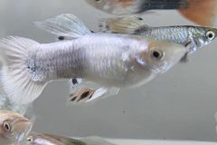 Vi-Sydney-Shrimps-Aquarium-Store-Parramatta-Guppies