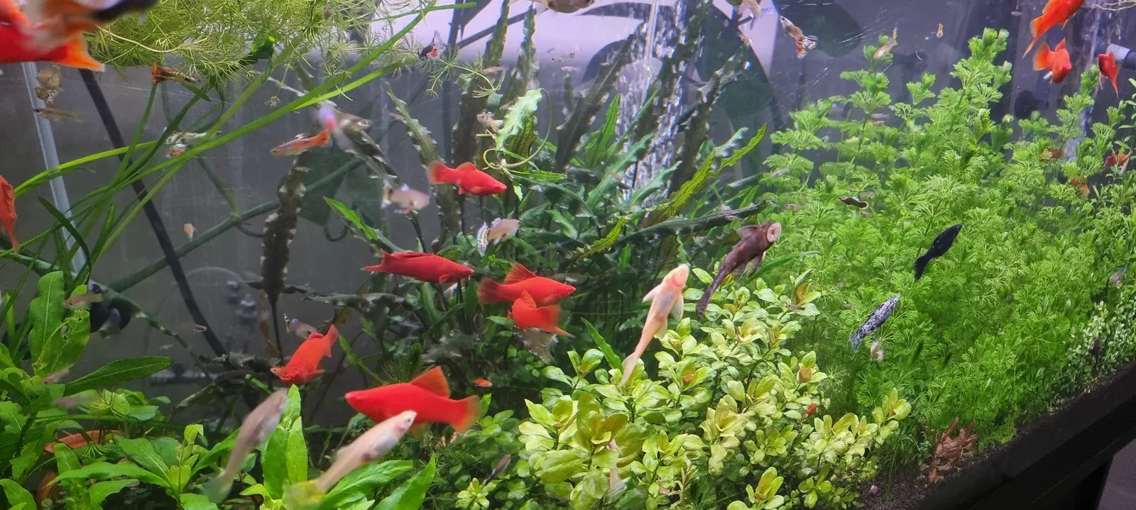 VI SYDNEY SHRIMPS-AQUATIC-SWORDTAIL-FISH-AQUARIUM PLANT