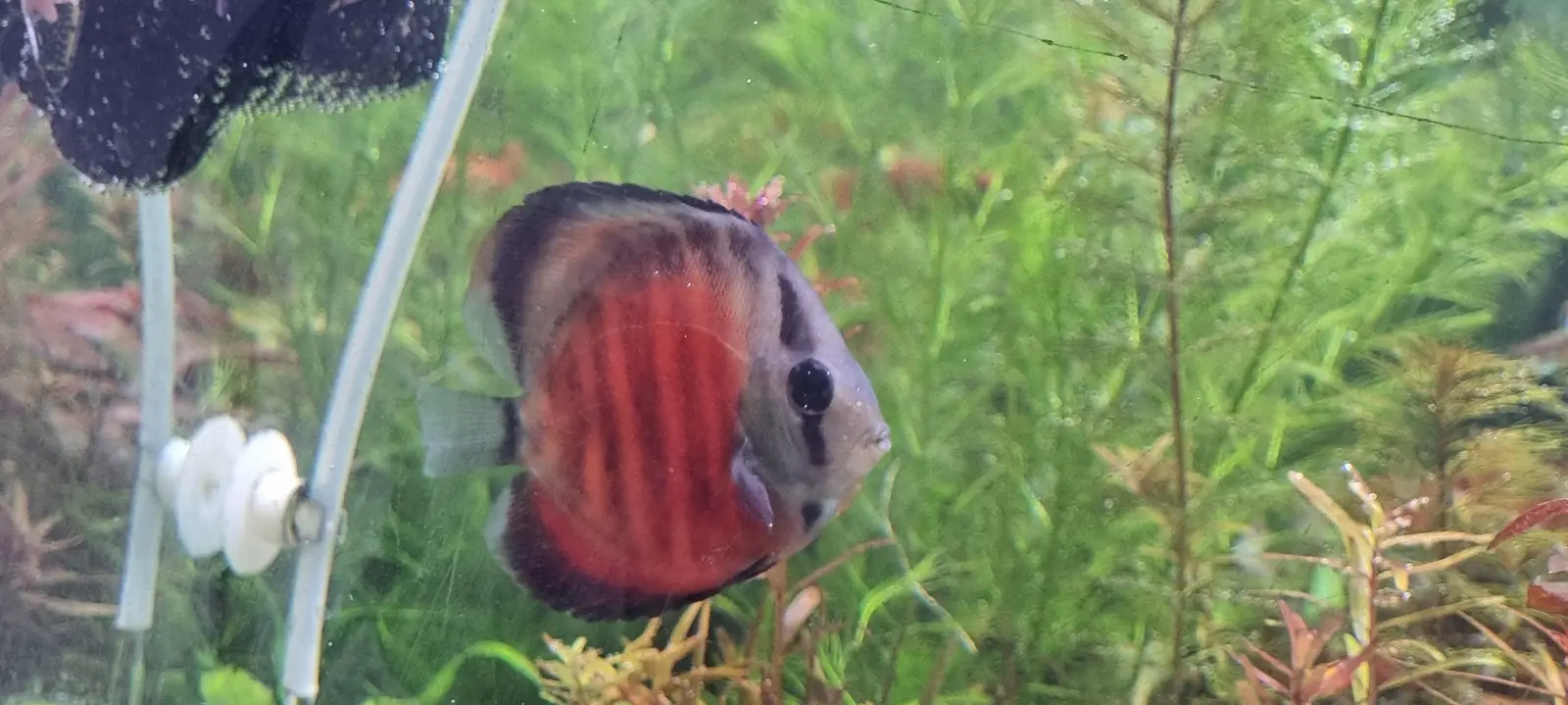 VI SYDNEY SHRIMPS-DISCUS-FISH-AQUARIUM-WORLD-AQUARIUM PLANT