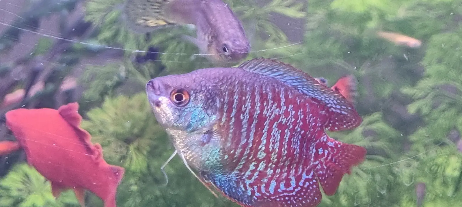 VI SYDNEY SHRIMPS-GOURAMI-AQUATIC-FISH-PARRAMATTA