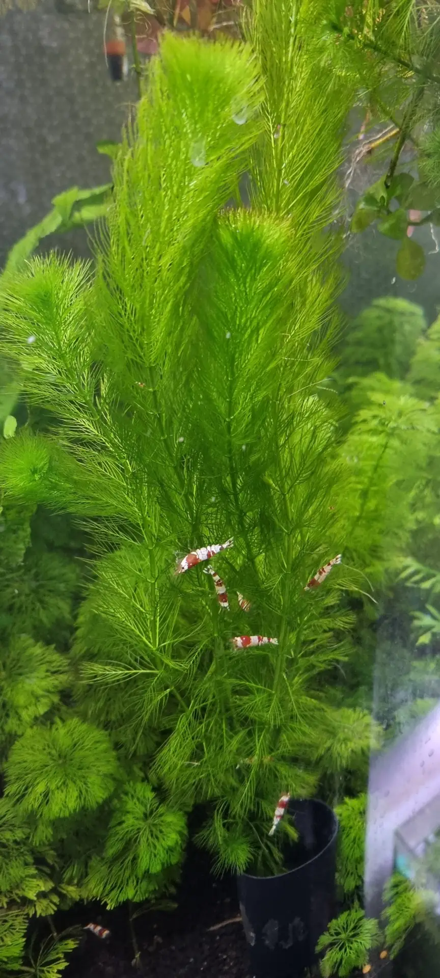 VI SYDNEY SHRIMPS-MICRO-AQUARIUM-PLANTS-FERTLISER-PLANT-FERTLISER