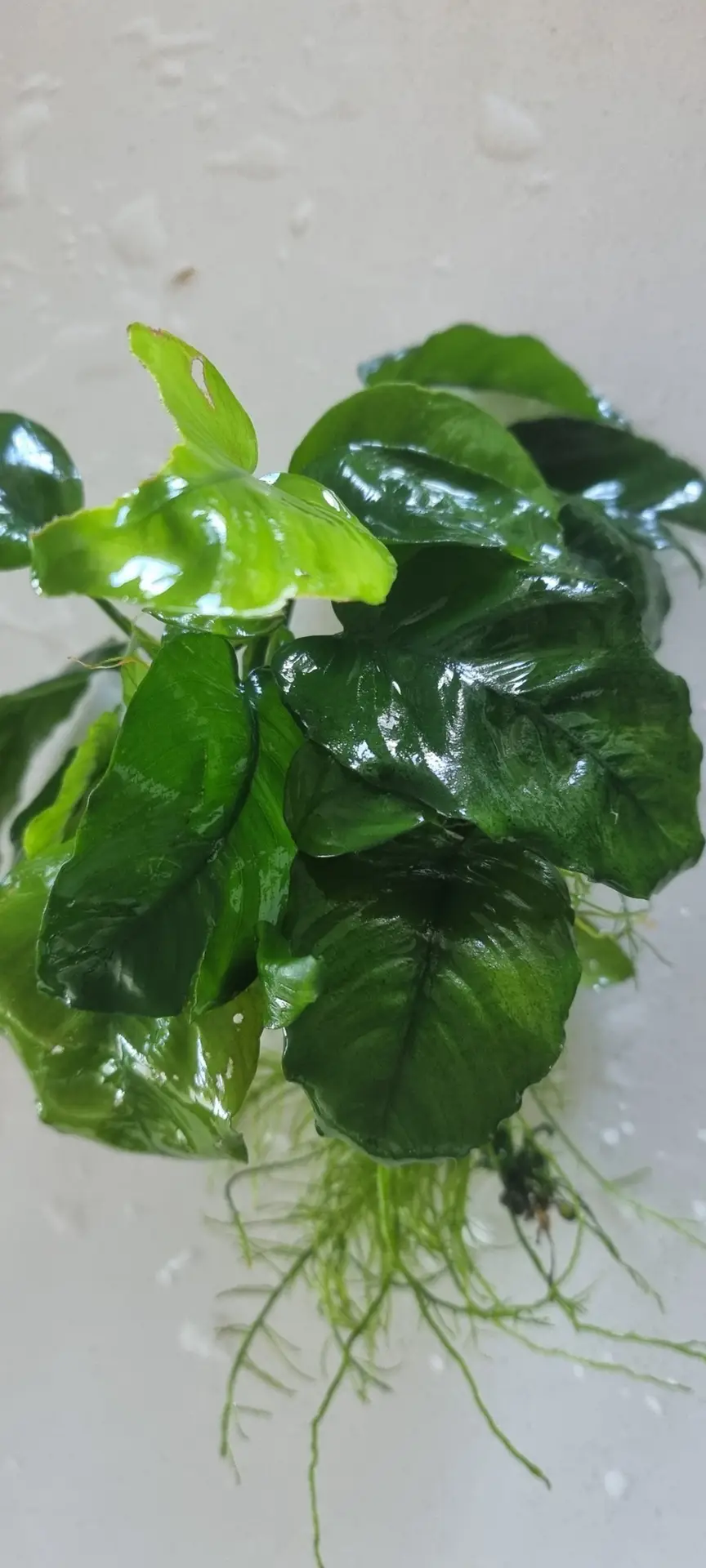 VI SYDNEY SHRIMPS-NANO-ANUBIAS-FISH-AQUARIUM PLANT FERTLISER