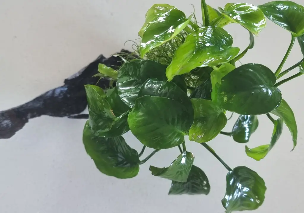 VI SYDNEY SHRIMPS-NANO-AQUARIUM-PLANTS-FERTLISER-PARRAMATTA
