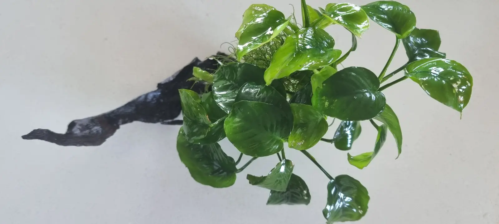 VI SYDNEY SHRIMPS-NANO-AQUARIUM-PLANTS-FERTLISER-PARRAMATTA