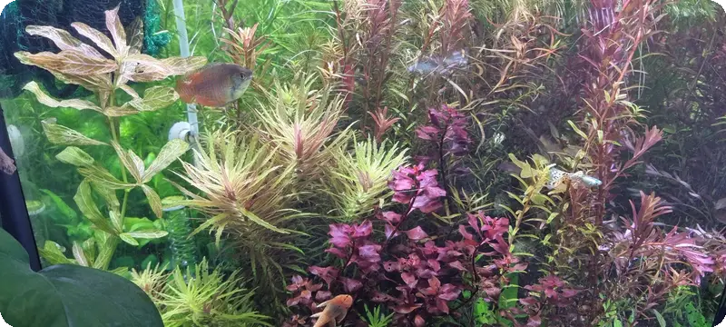 VI SYDNEY SHRIMPS-NANO-AQUARIUM-PLANTS-FERTLISER-TANKS-SYDNEY-1