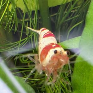 VI SYDNEY SHRIMPS-NANO-TANKS-CRYSTAL-SHRIMPS-AQUARIUM-SHOP-PARRAMATTA2