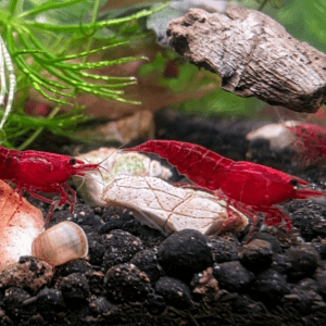 VI SYDNEY SHRIMPS-RED-CHERRY-BLOODY-MARY-PARRAMATTA2