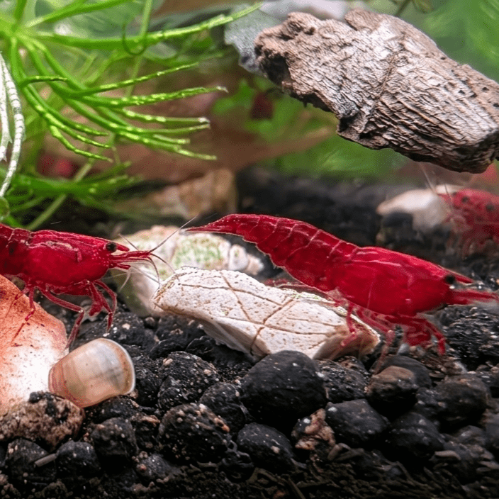 VI SYDNEY SHRIMPS-RED-CHERRY-BLOODY-MARY-PARRAMATTA2