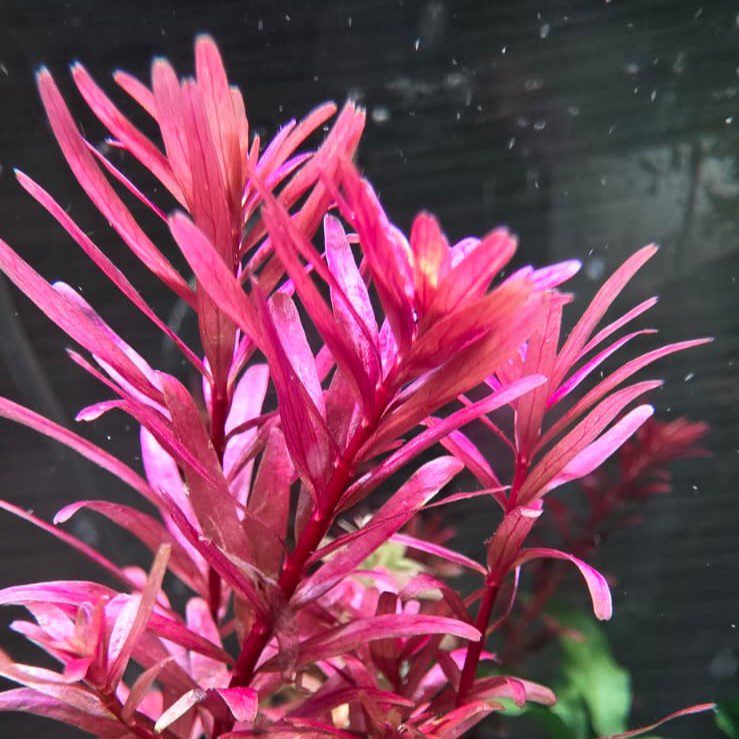 VI SYDNEY SHRIMPS-RED-RORALA-AQUARIUM-PLANTS-PARRAMATTA